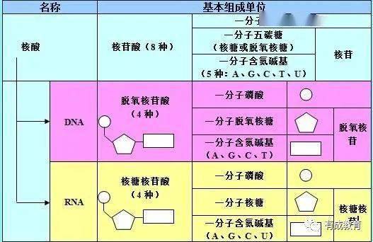 新澳新奧門(mén)正版資料,涵蓋廣泛的解析方法_入門(mén)版19.994