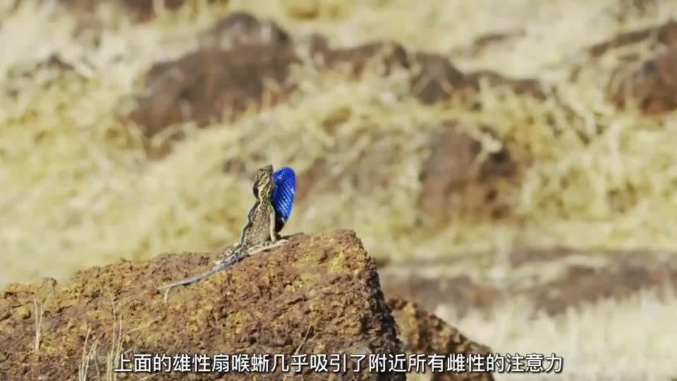 馬報最新一期資料圖2024版,適用實施策略_進階款13.815